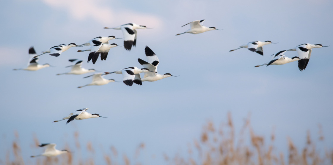 Sortie nature : « les oiseaux du marais de Tasdon à La Rochelle »