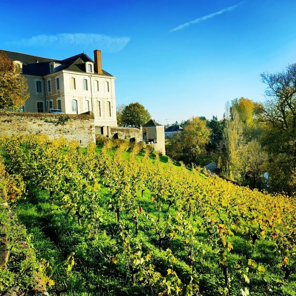 Visite commentée de la vigne par l