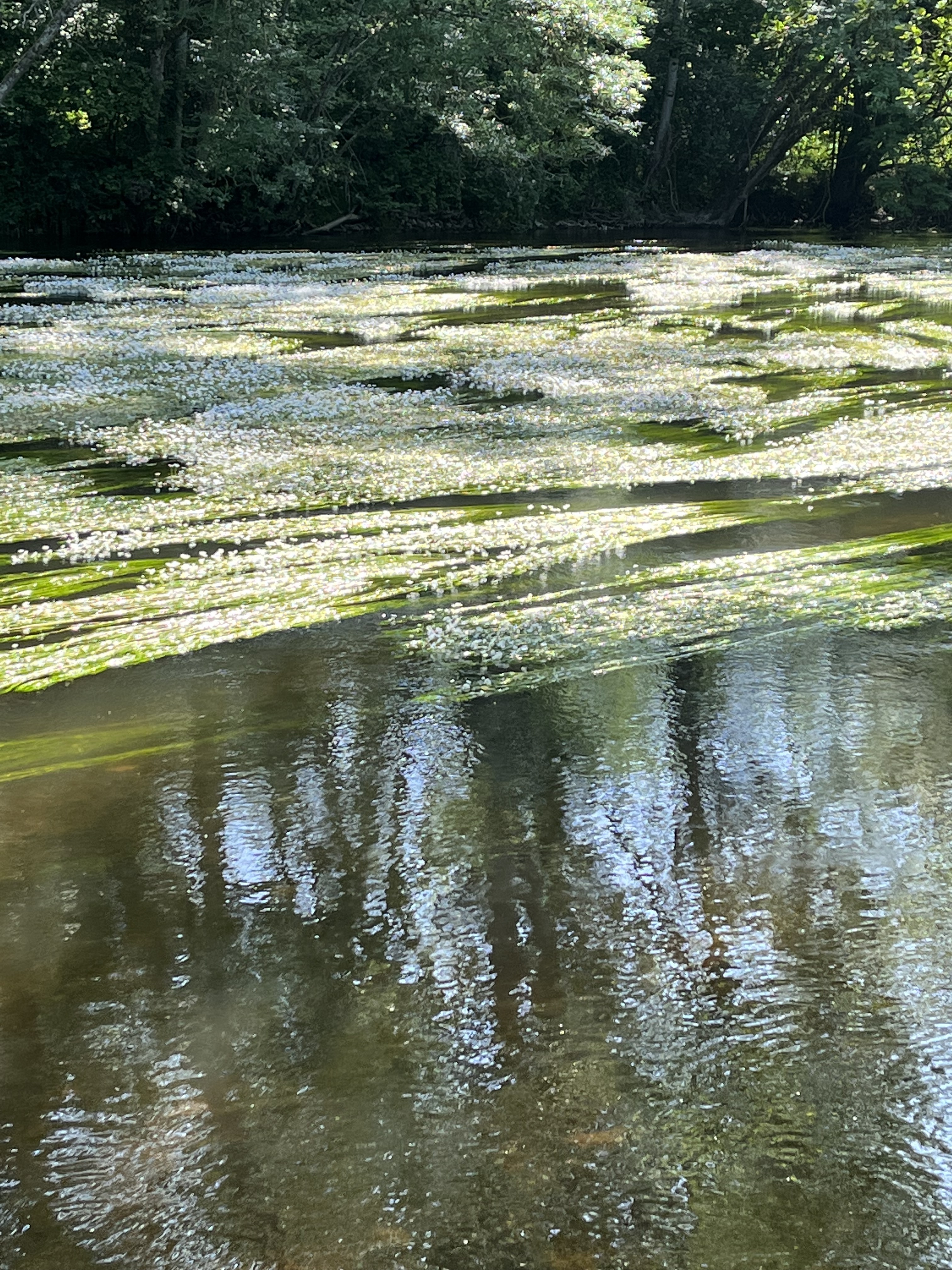 Visite du parc du moulin Jaccot Du 21 au 22 sept 2024