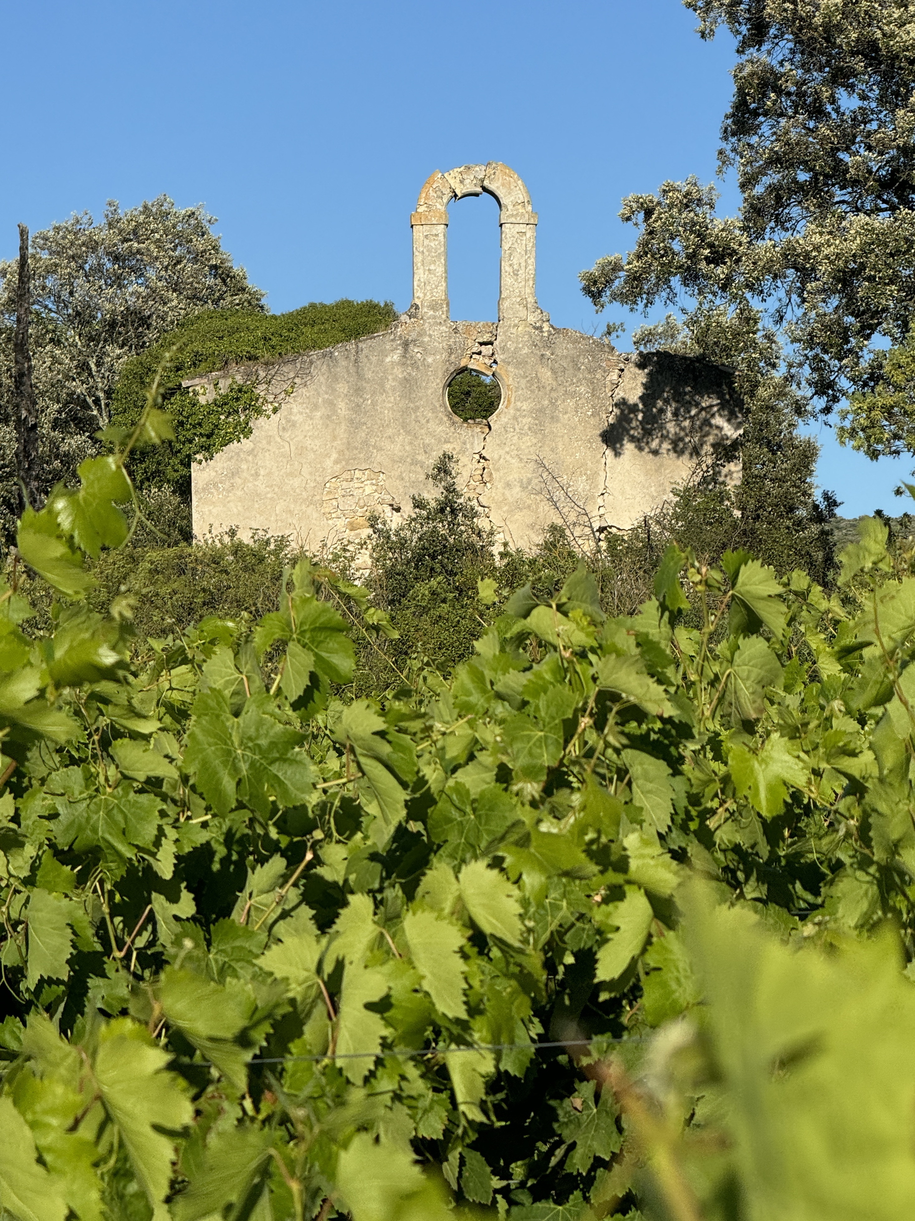 Randonnée découverte des domaines viticoles Le 21 sept 2024