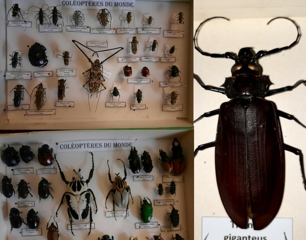 Visite guidée de la salle des insectes Du 21 au 22 sept 2024