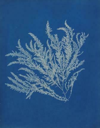 Atelier cyanotype : photographie végétale Du 21 au 22 sept 2024