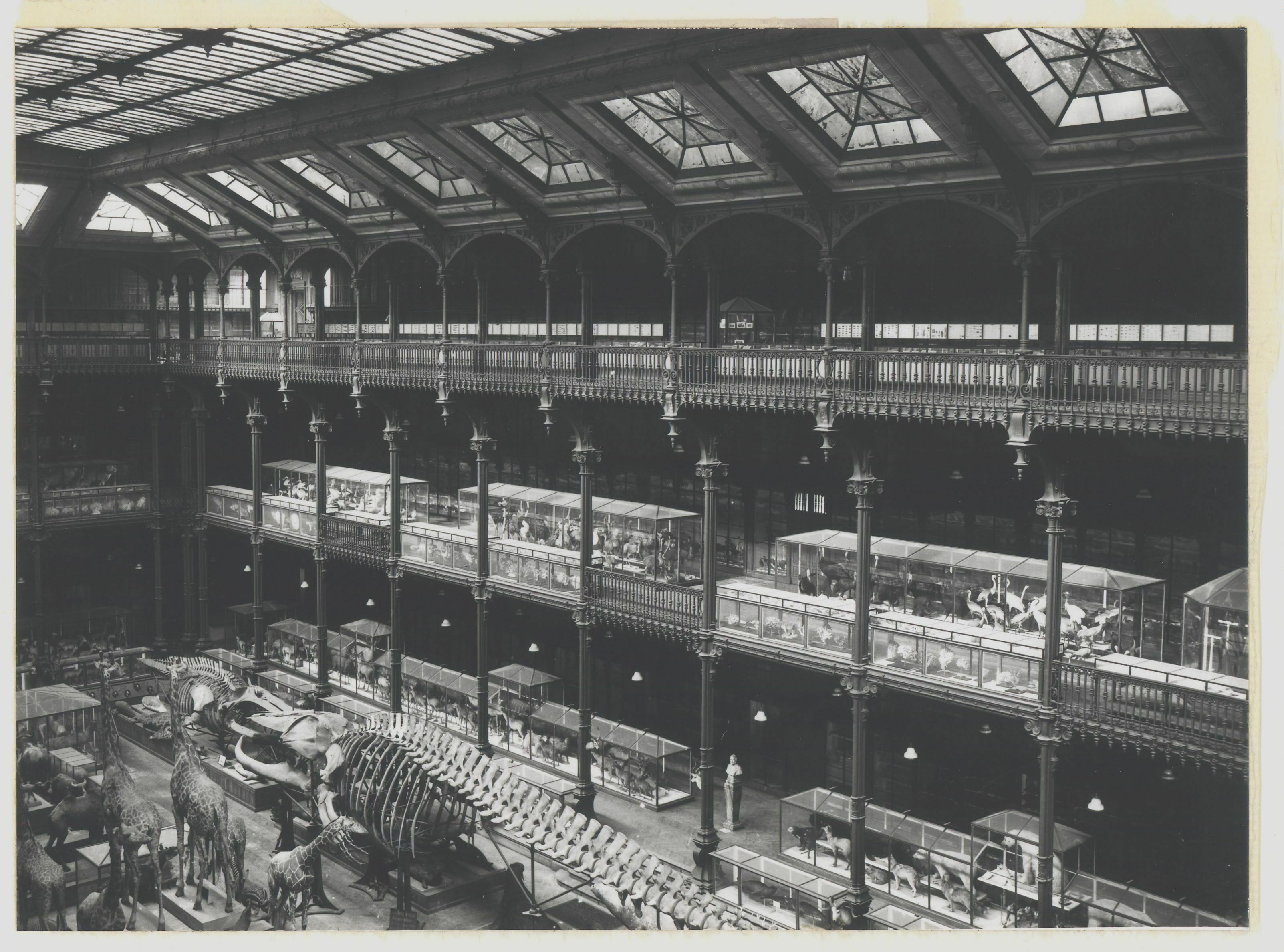 Voyage dans les archives du Muséum : la naissance de la Grande Galerie de l