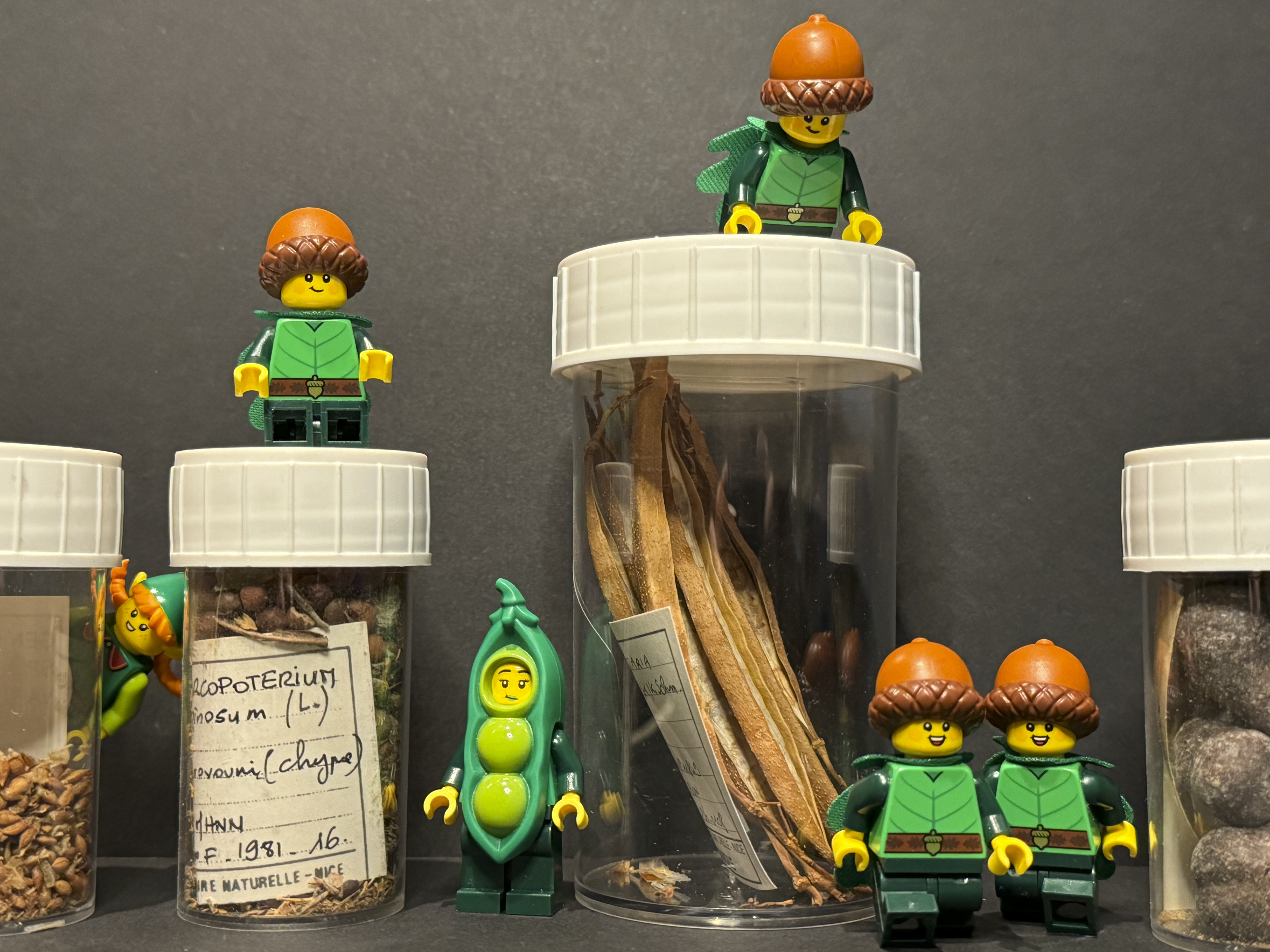 Petite histoire de la biodiversité : quand les Lego® s