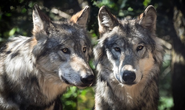 Atelier en famille sur le loup