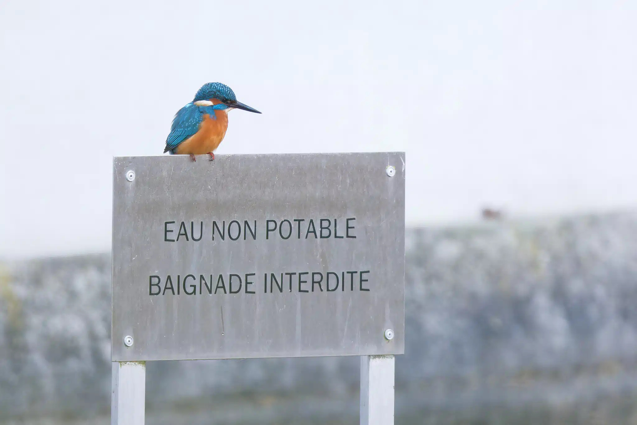 Atelier-visite : Découverte des animaux du Domaine et d