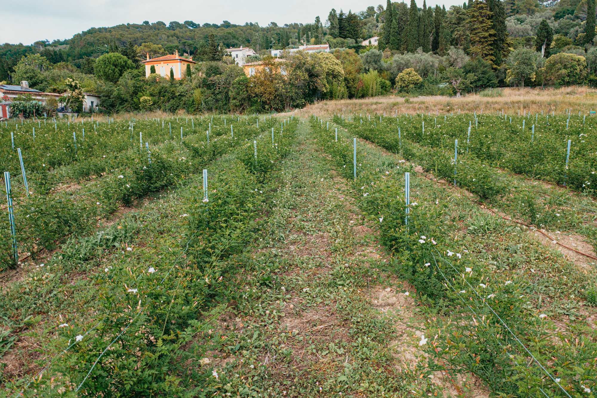 Visite guidée de la pépinière des Fleurs d