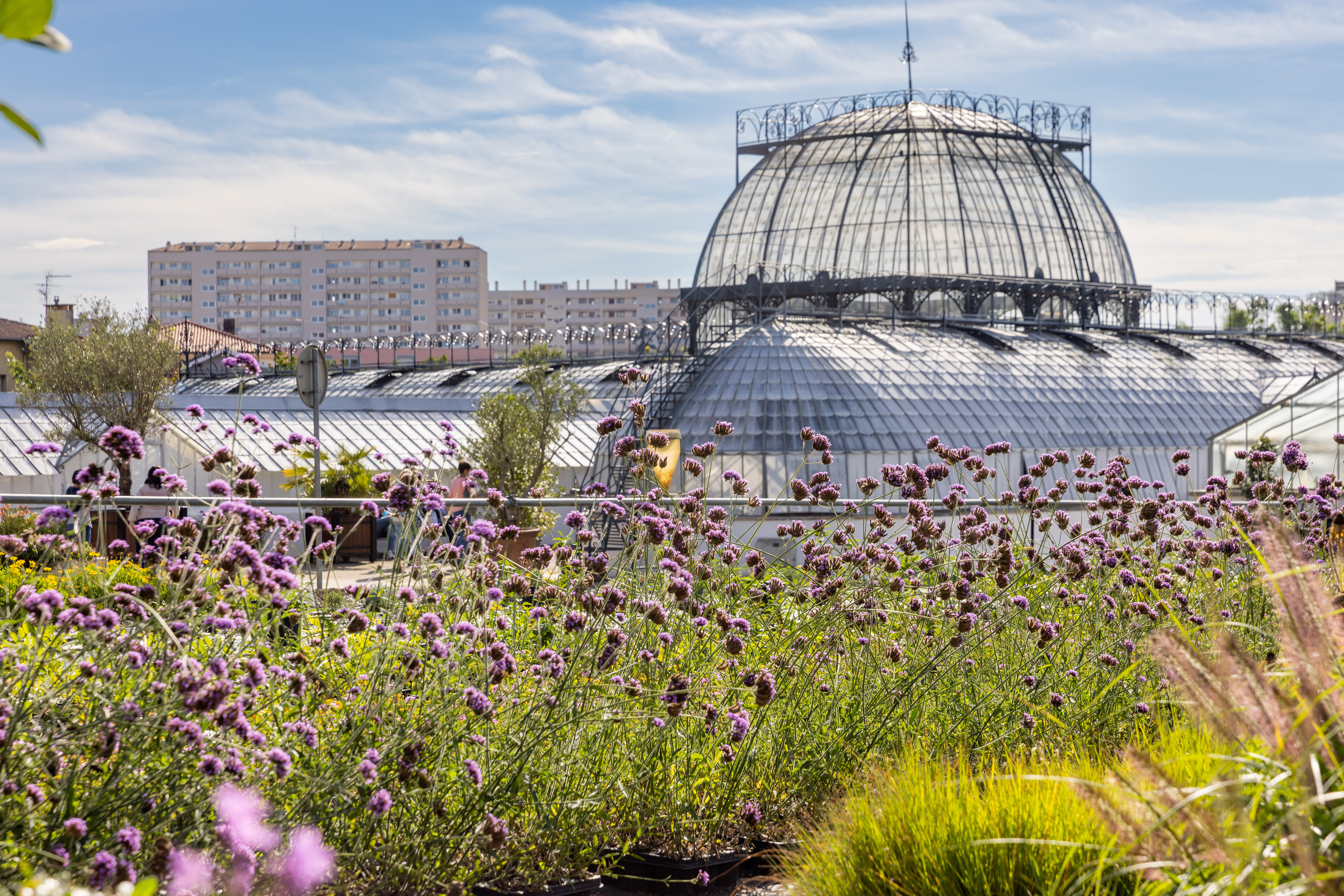 Les serres municipales, coulisses de la production horticole de la ville