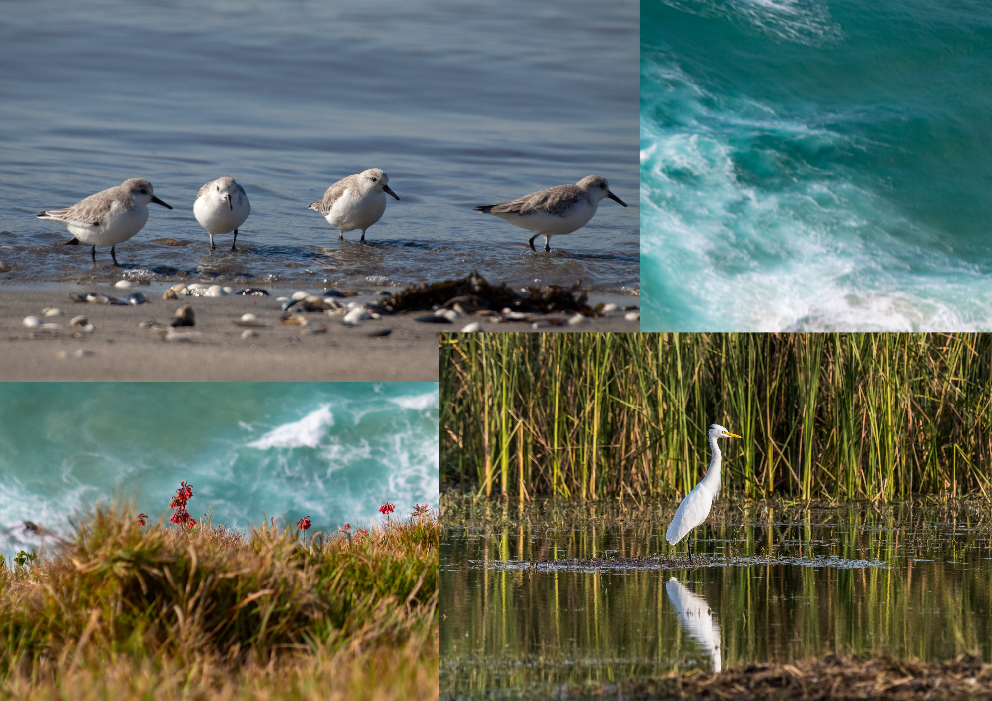 Circuit : observation des oiseaux de l