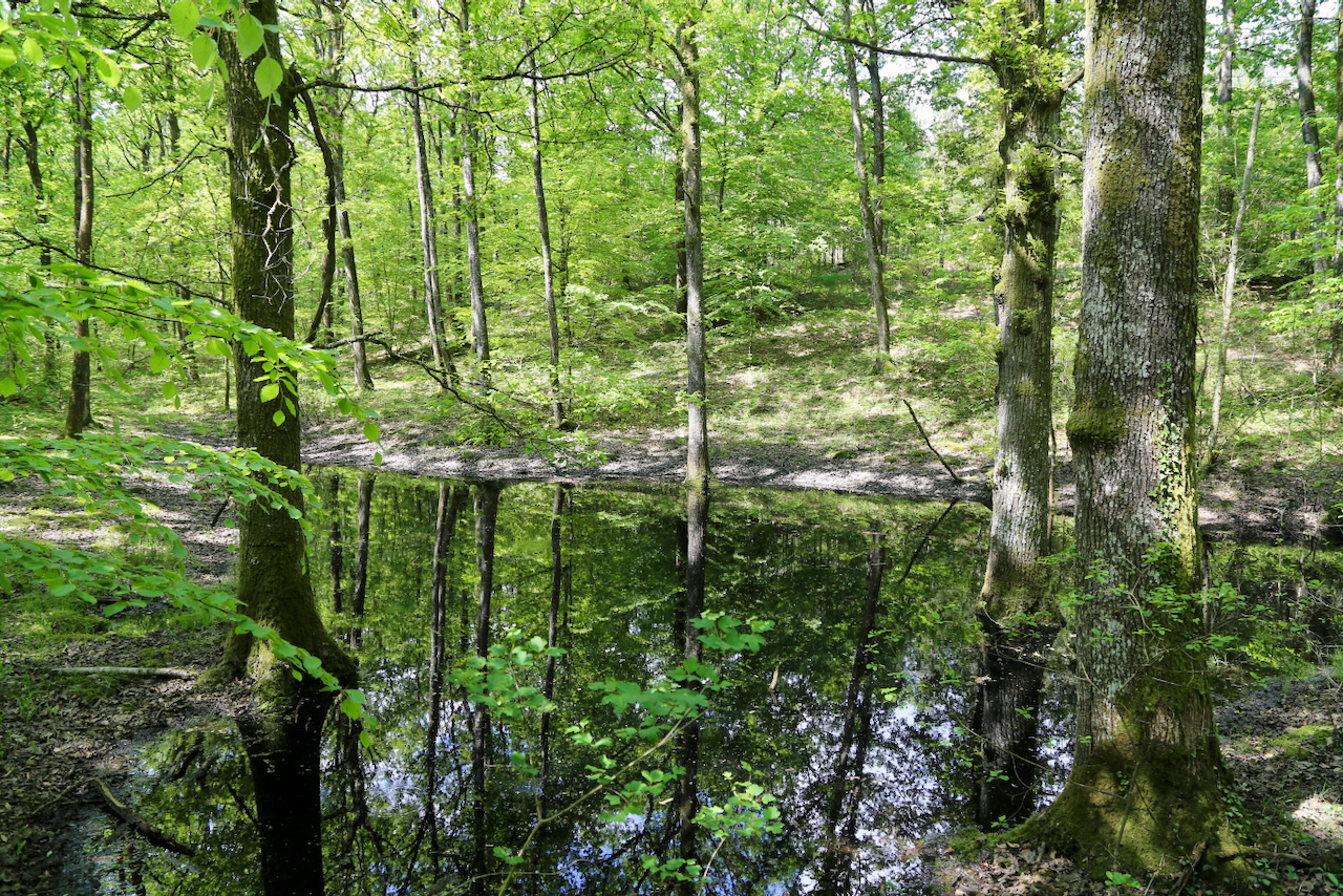 Circuit : la sylviculture appliquée à une forêt... Le 22 sept 2024