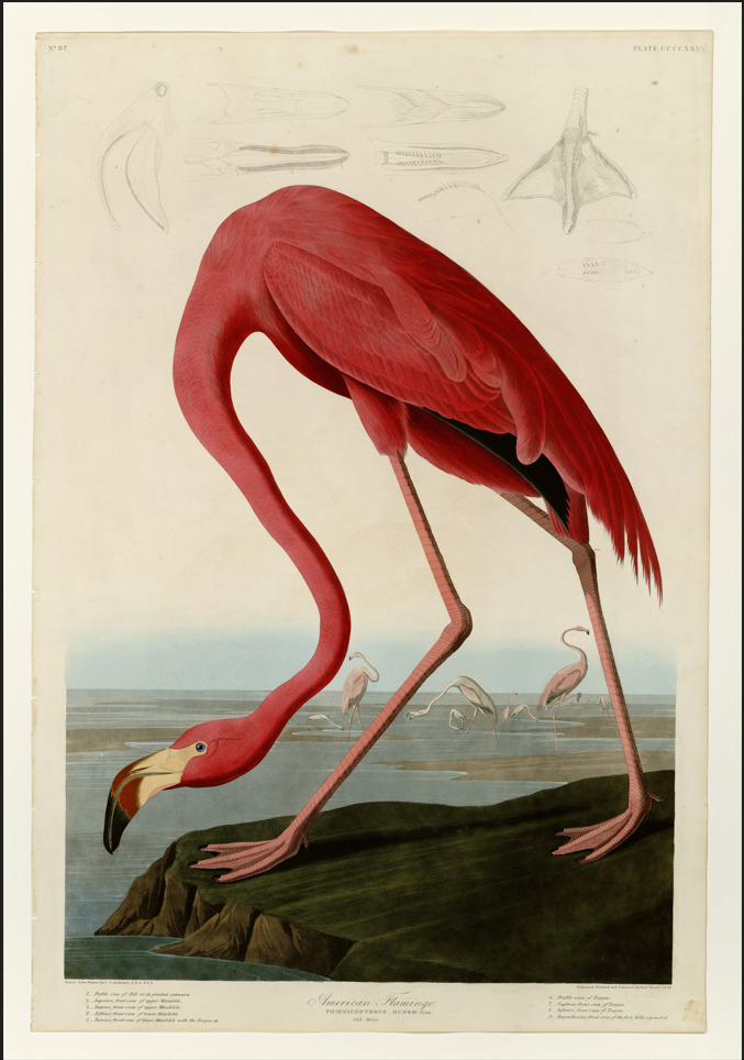 Visite exposition : Jean-Jacques Audubon, « Birds of America »