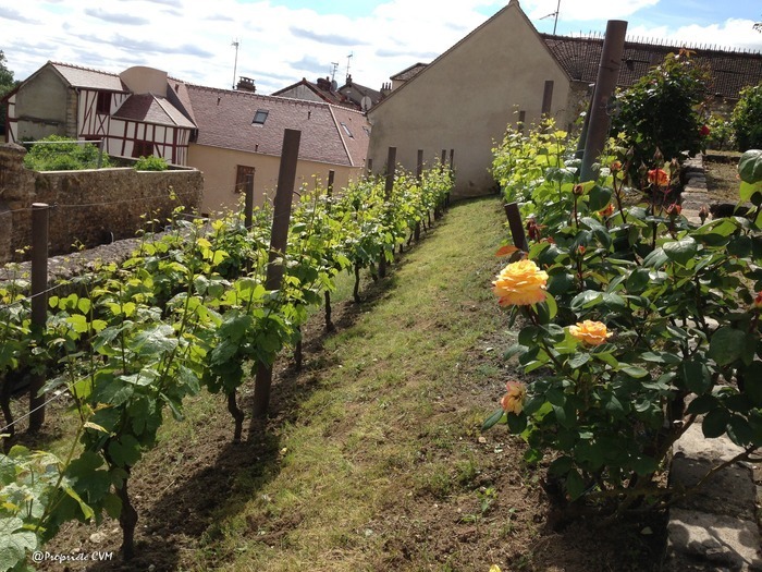 Visite du Chai troglodyte et des vignes du patrimoine Le 22 sept 2024