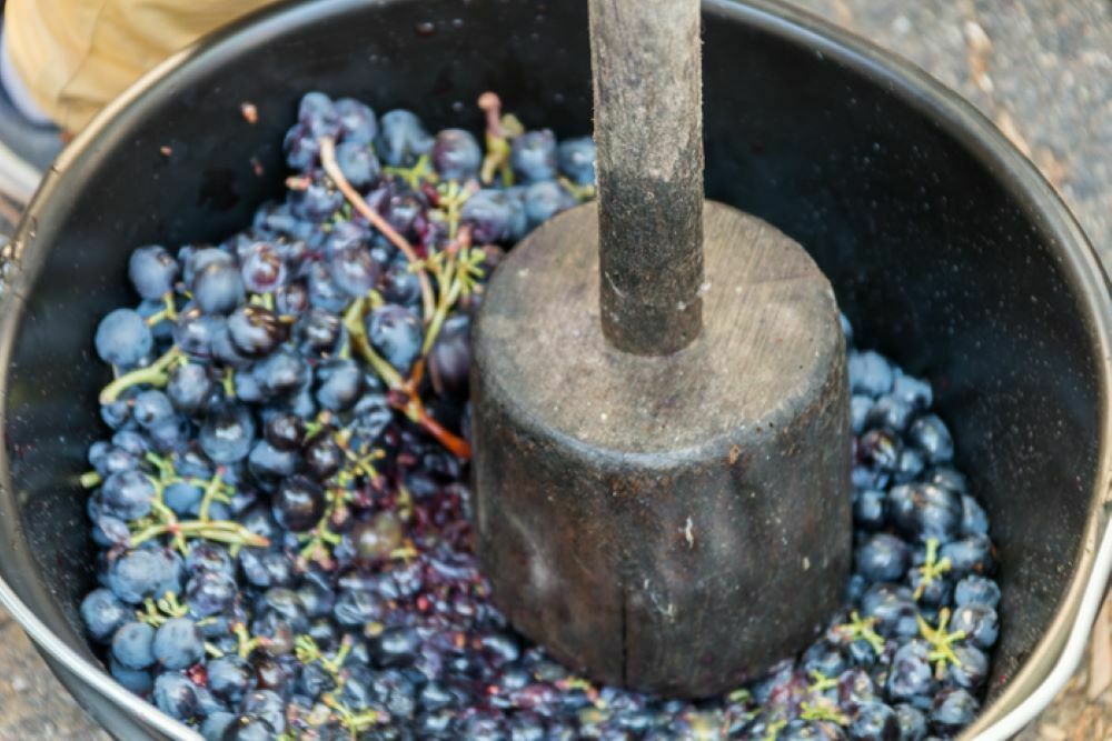 Atelier de pressurage du raisin et démonstration de l