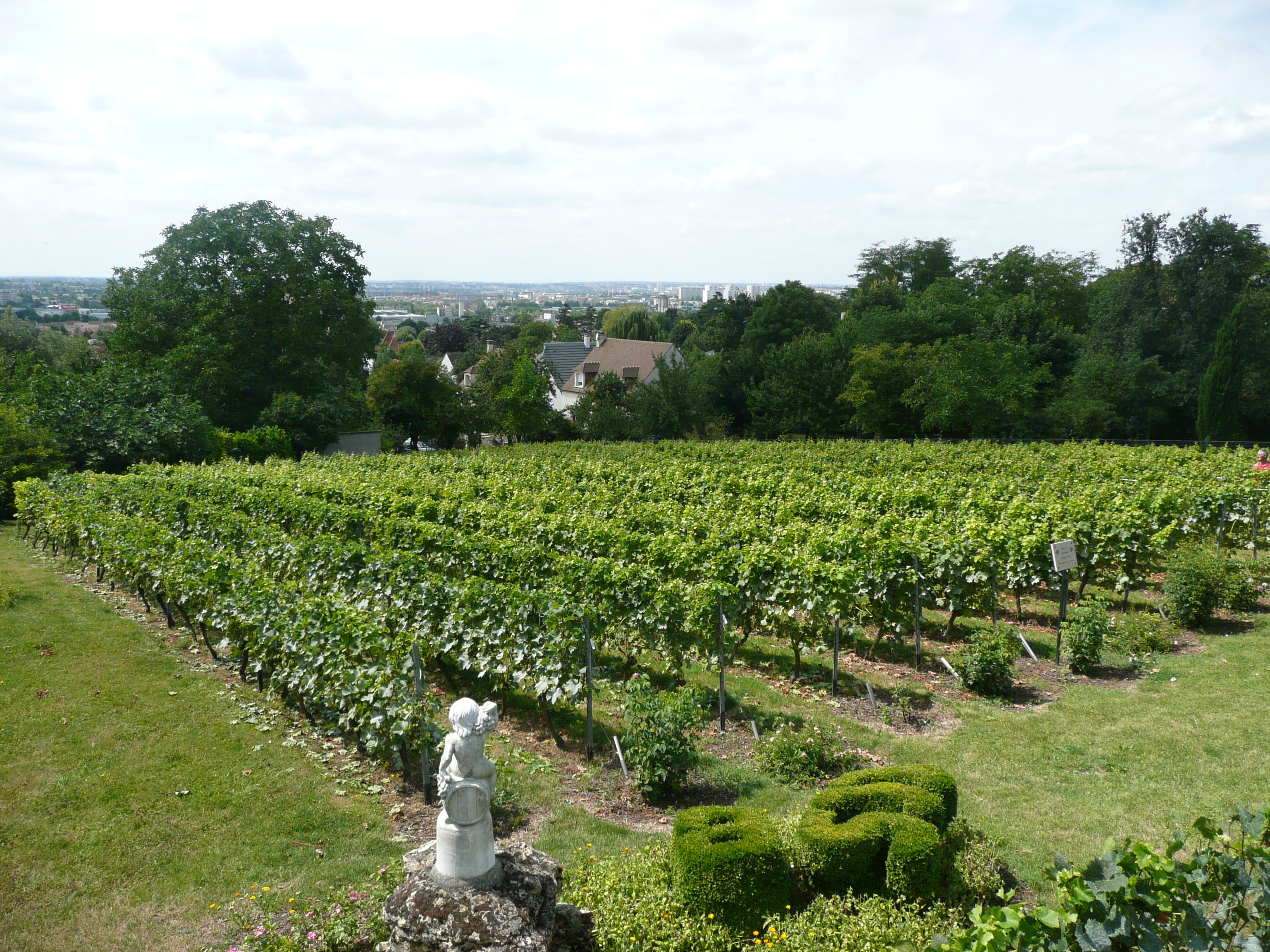 Visite guidée du vignoble de Sucy-en-Brie Le 21 sept 2024