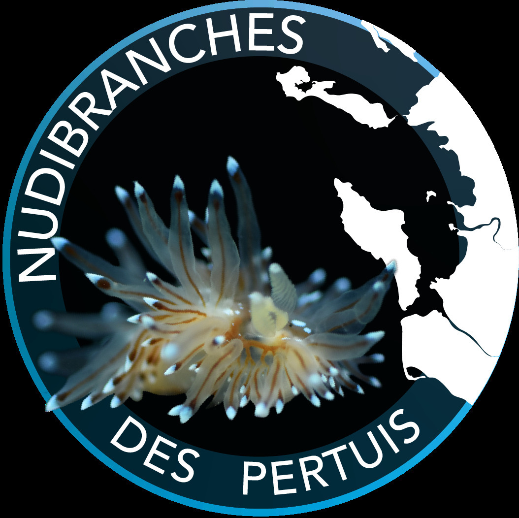 Exposition : « Nudibranches des pertuis »