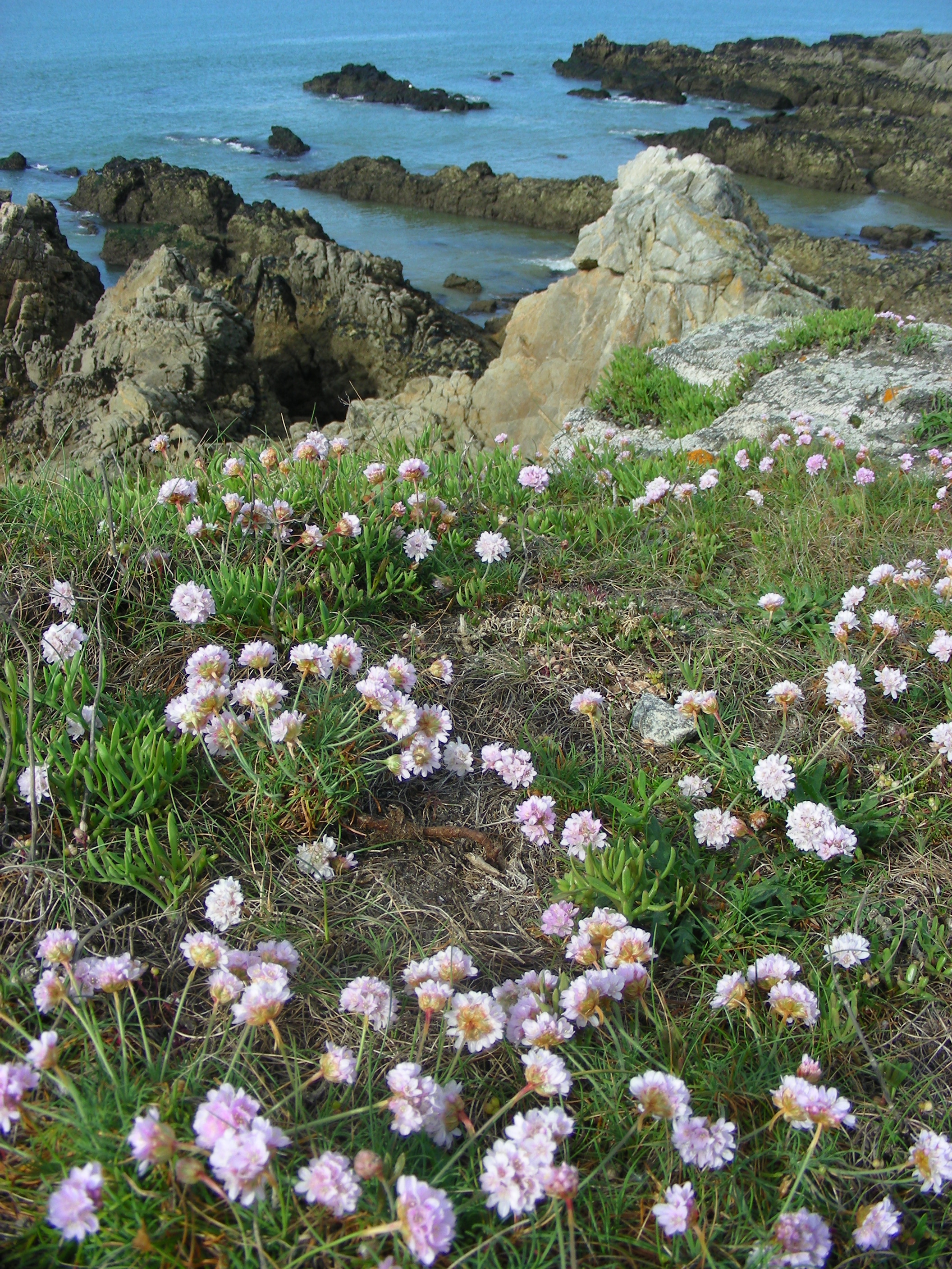 La côte sauvage, entre dunes et falaises