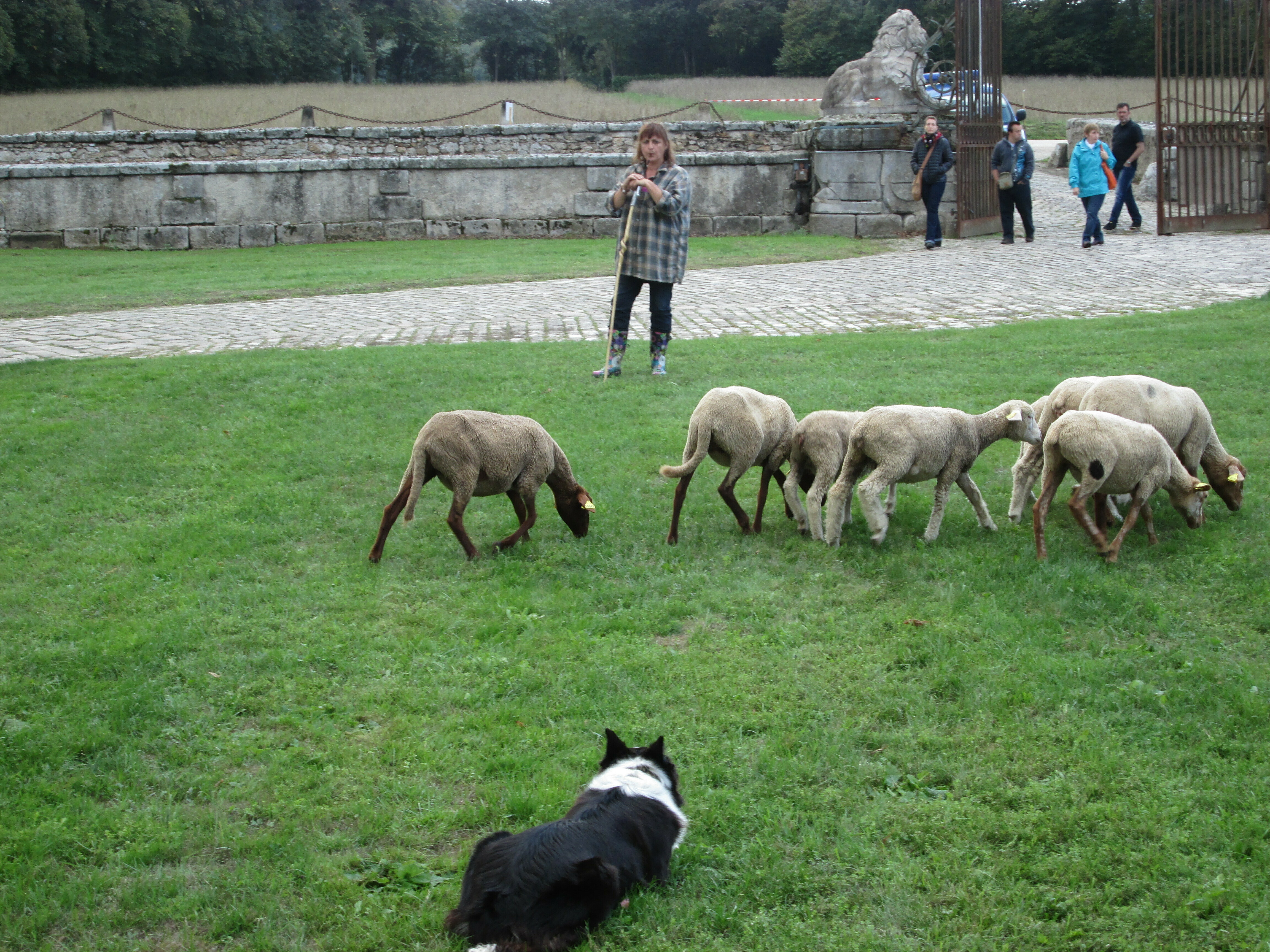 Démonstration de chiens de berger