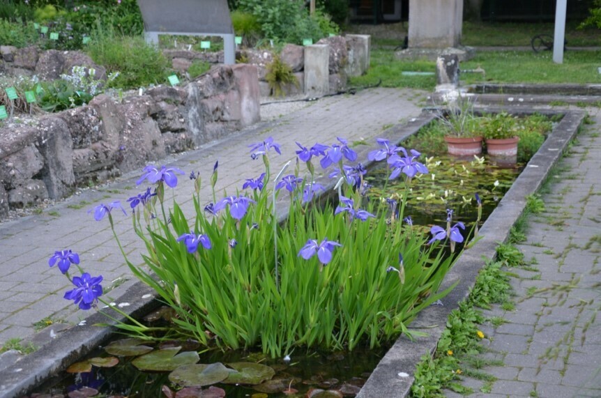 Visite libre du Jardin botanique Du 21 au 22 sept 2024