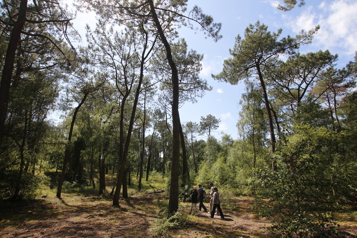 La forêt du Touquet au fil des saisons Le 21 sept 2024