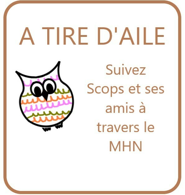 Parcours à suivre dans le MHNN