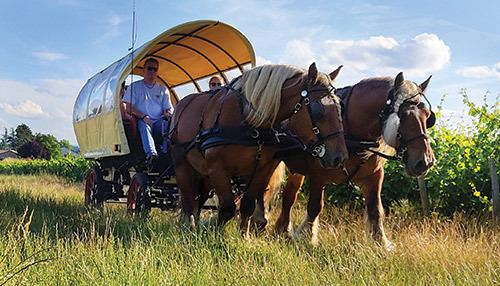 Balades en calèche à la découverte de Charnay-lès-Mâcon Le 22 sept 2024