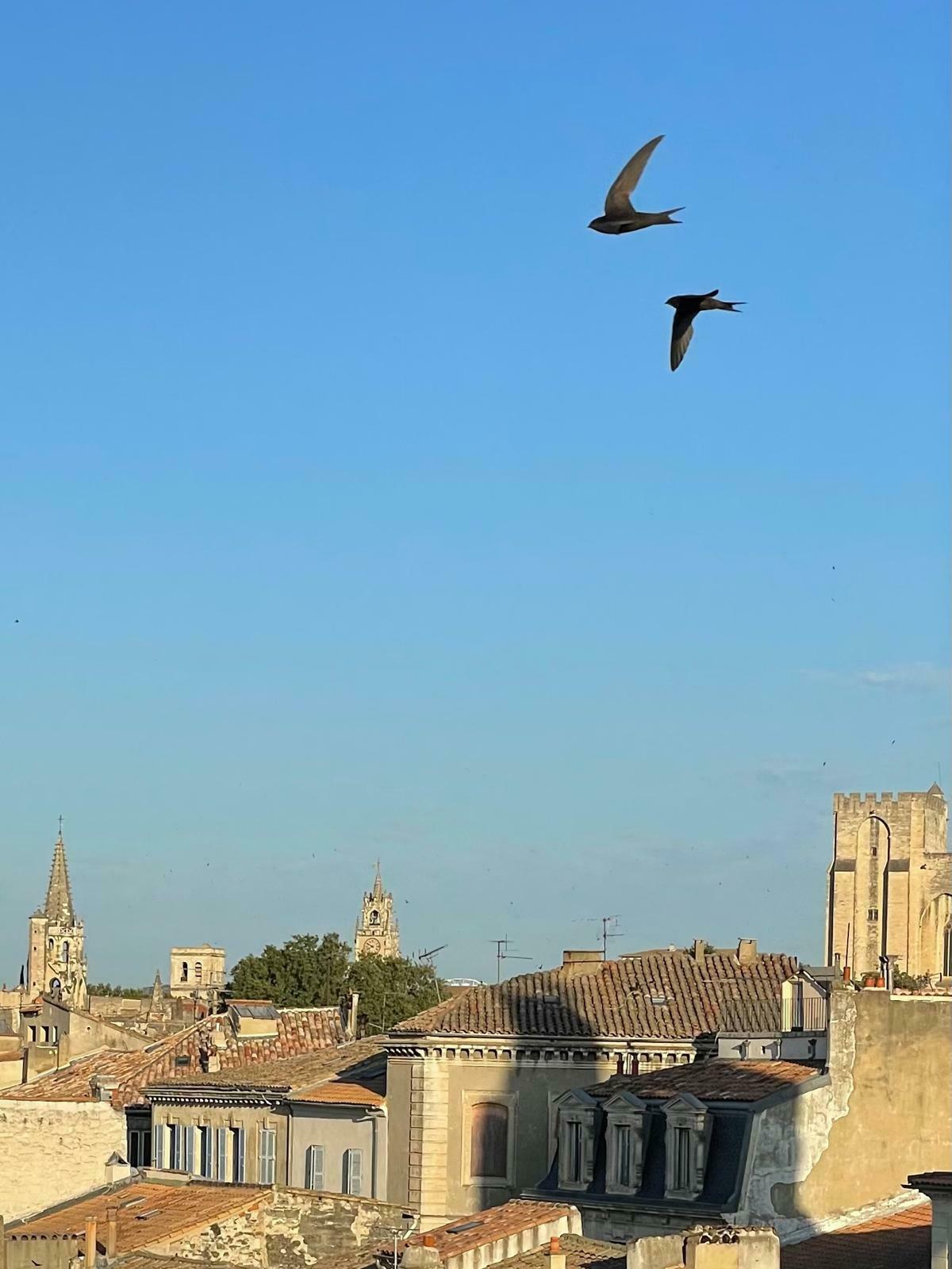 Les oiseaux migrateurs