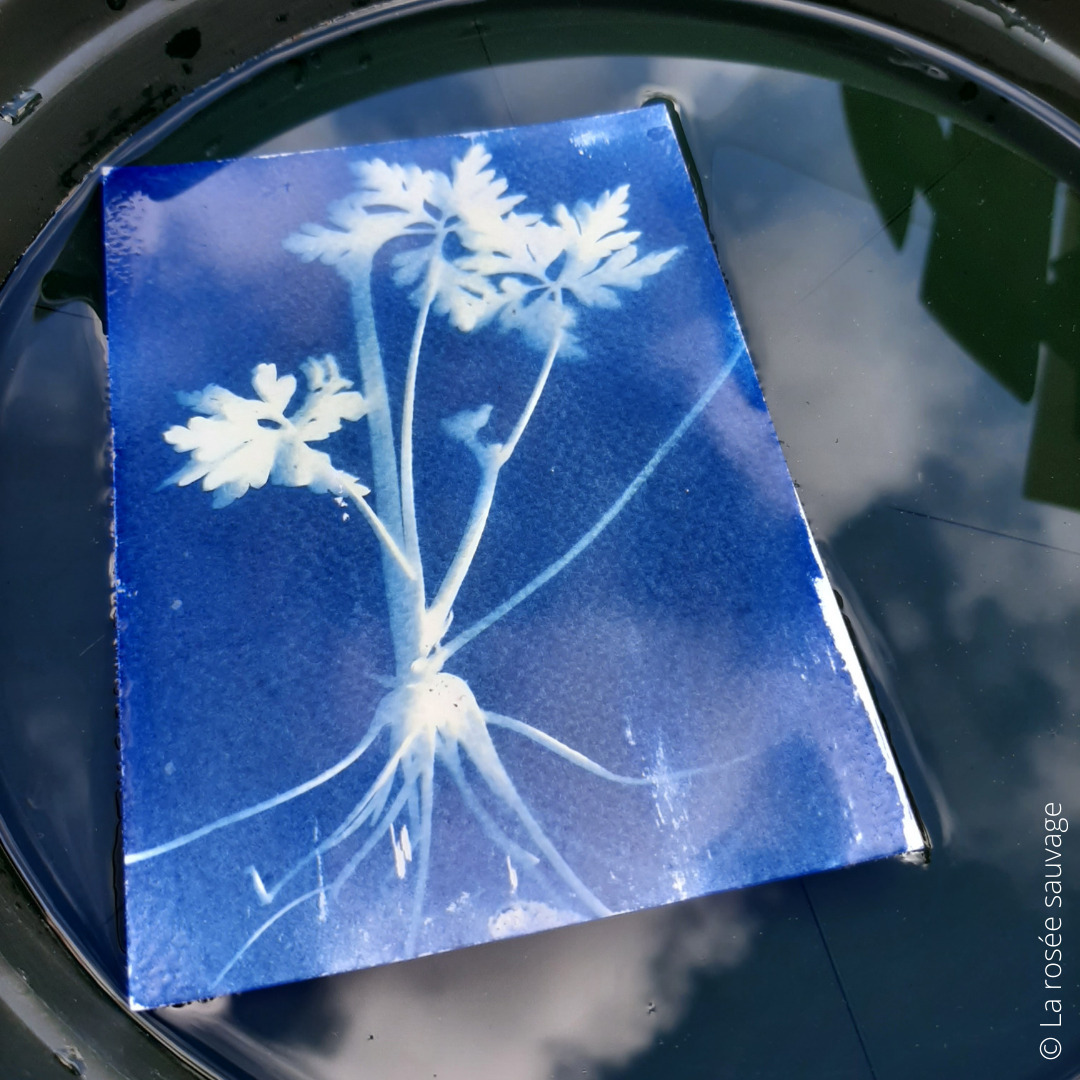 Ma photo en cyanotype