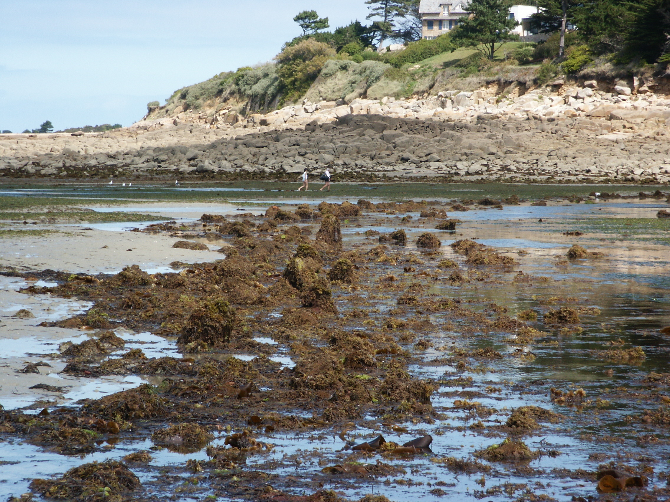 Les anciennes pêcheries de Pors Termen à Trébeurden Le 20 sept 2024