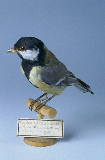 Visite guidée « La symbolique des oiseaux » au Muséum d