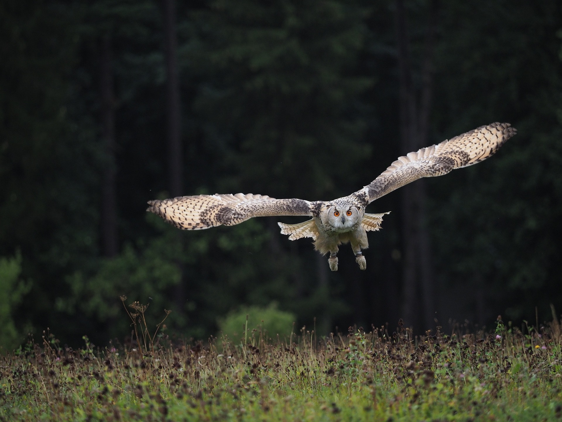 La préservation des rapaces et de la faune sauvage