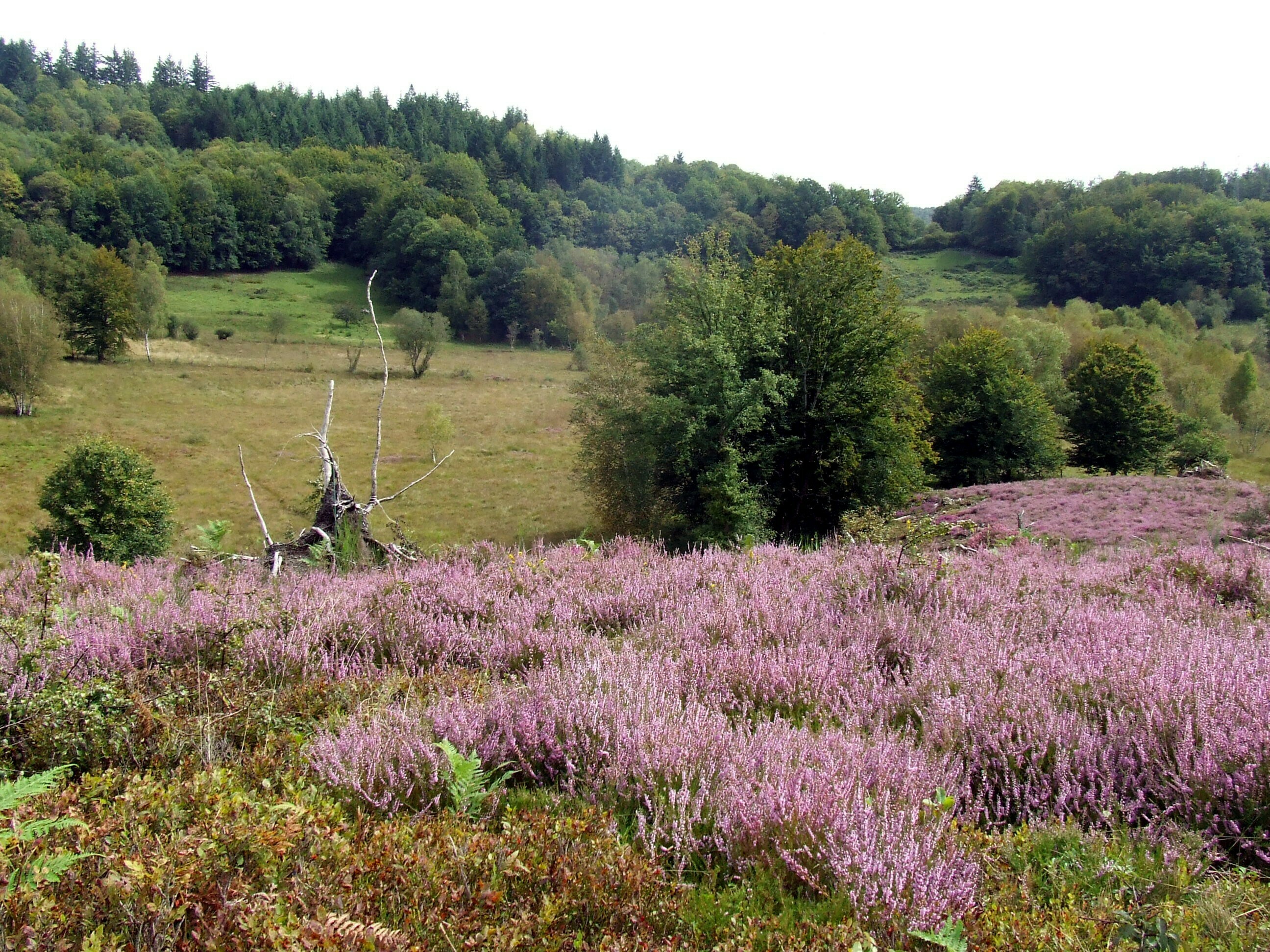 Journées Européennes du Patrimoine - Réserve naturelle nationale de la tourbière des Dauges