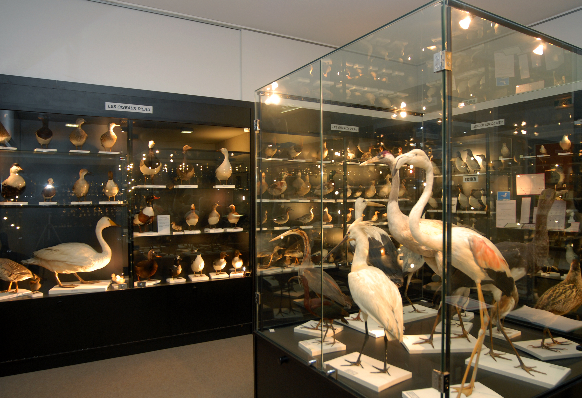 Visite du musée ornithologique Charles Payraudeau à... Du 21 au 22 sept 2024