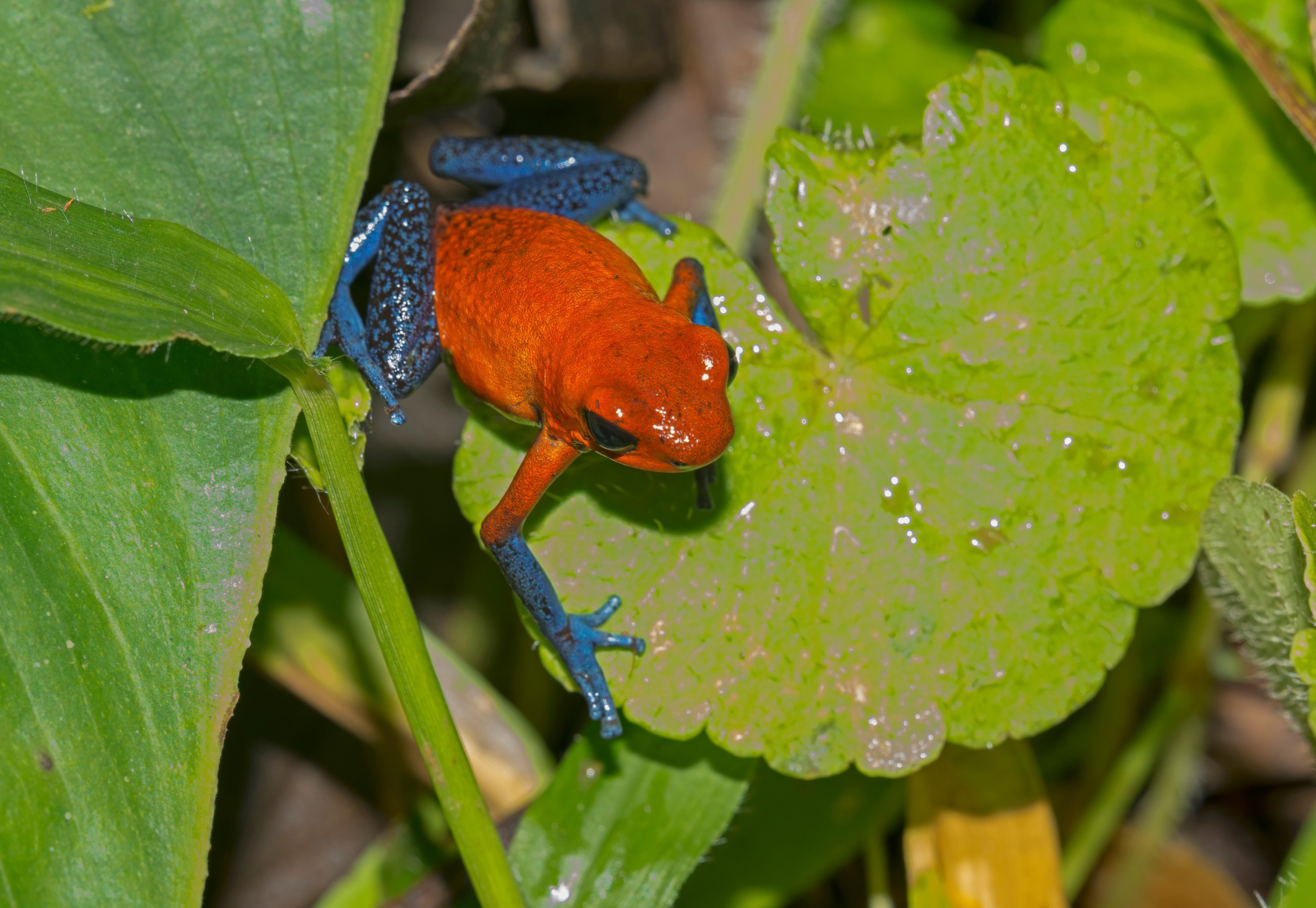 Conférence : « Les couleurs de la nature »