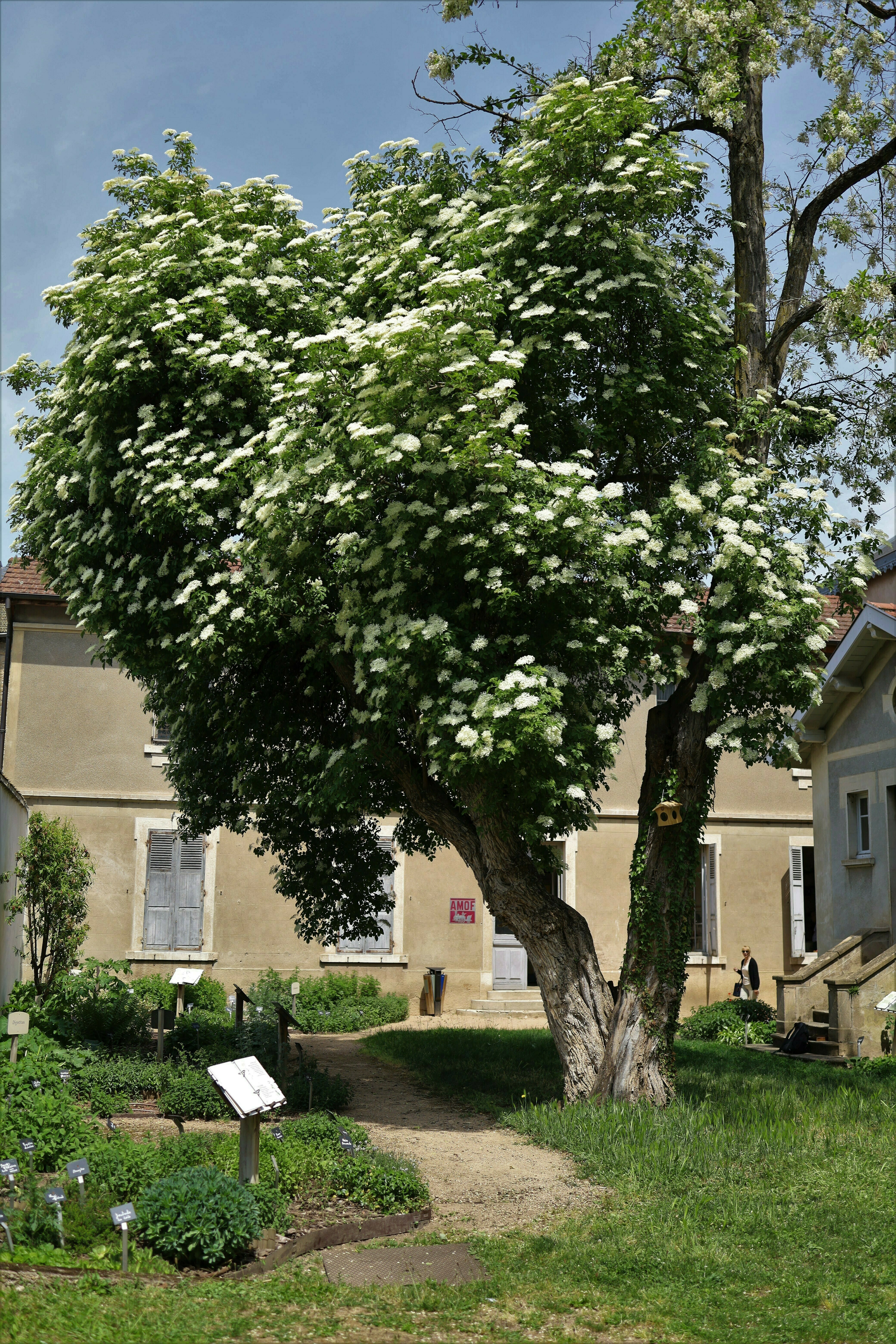 Visite libre du jardin de simples de l