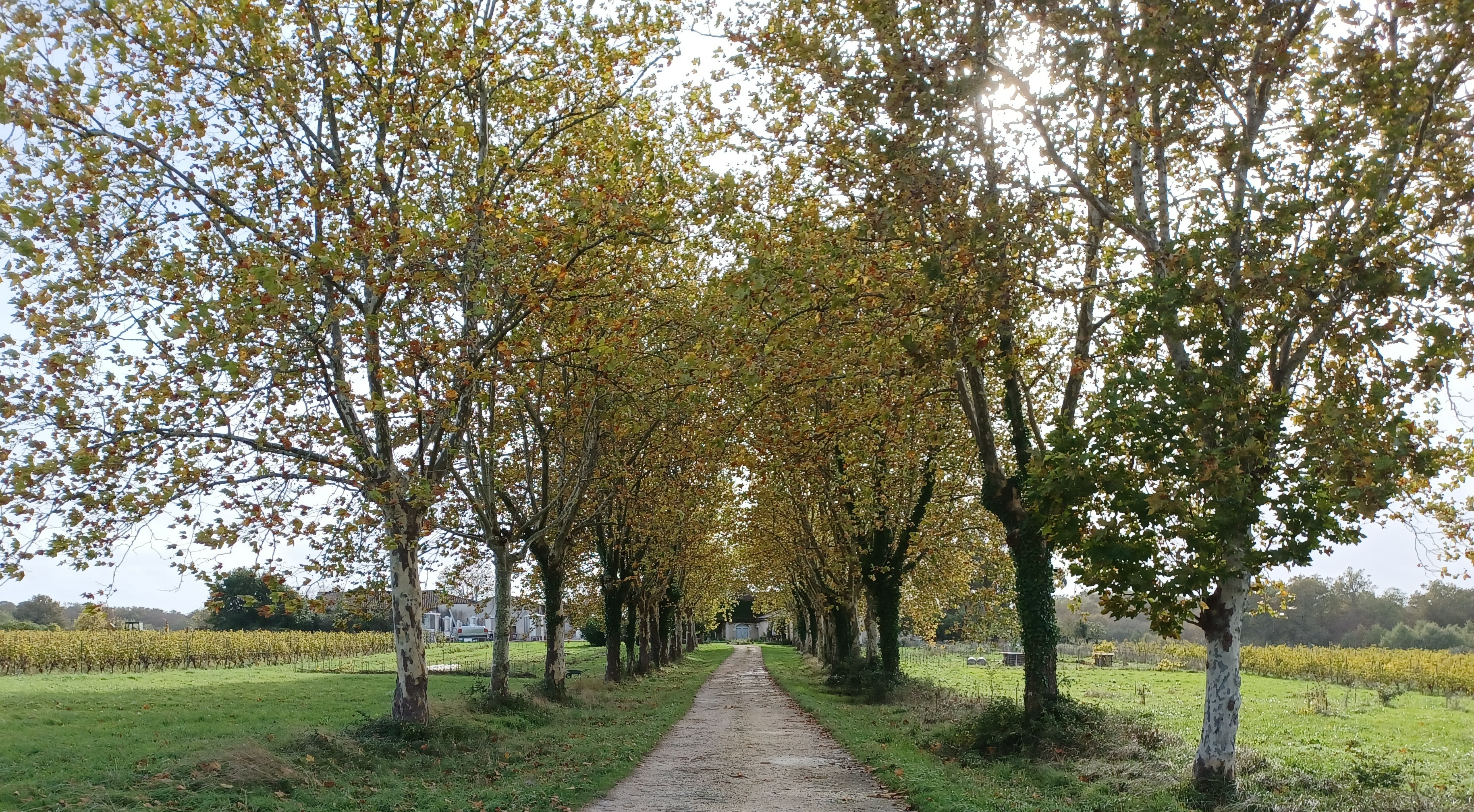 Visite du domaine de Sentout présentée par des... Le 22 sept 2024