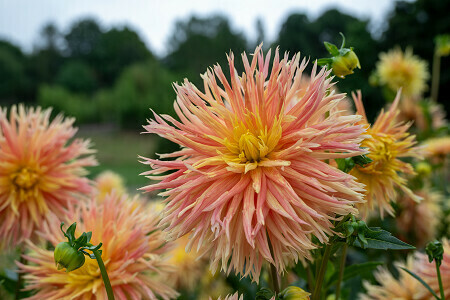 Exposition "Botanomorphose"