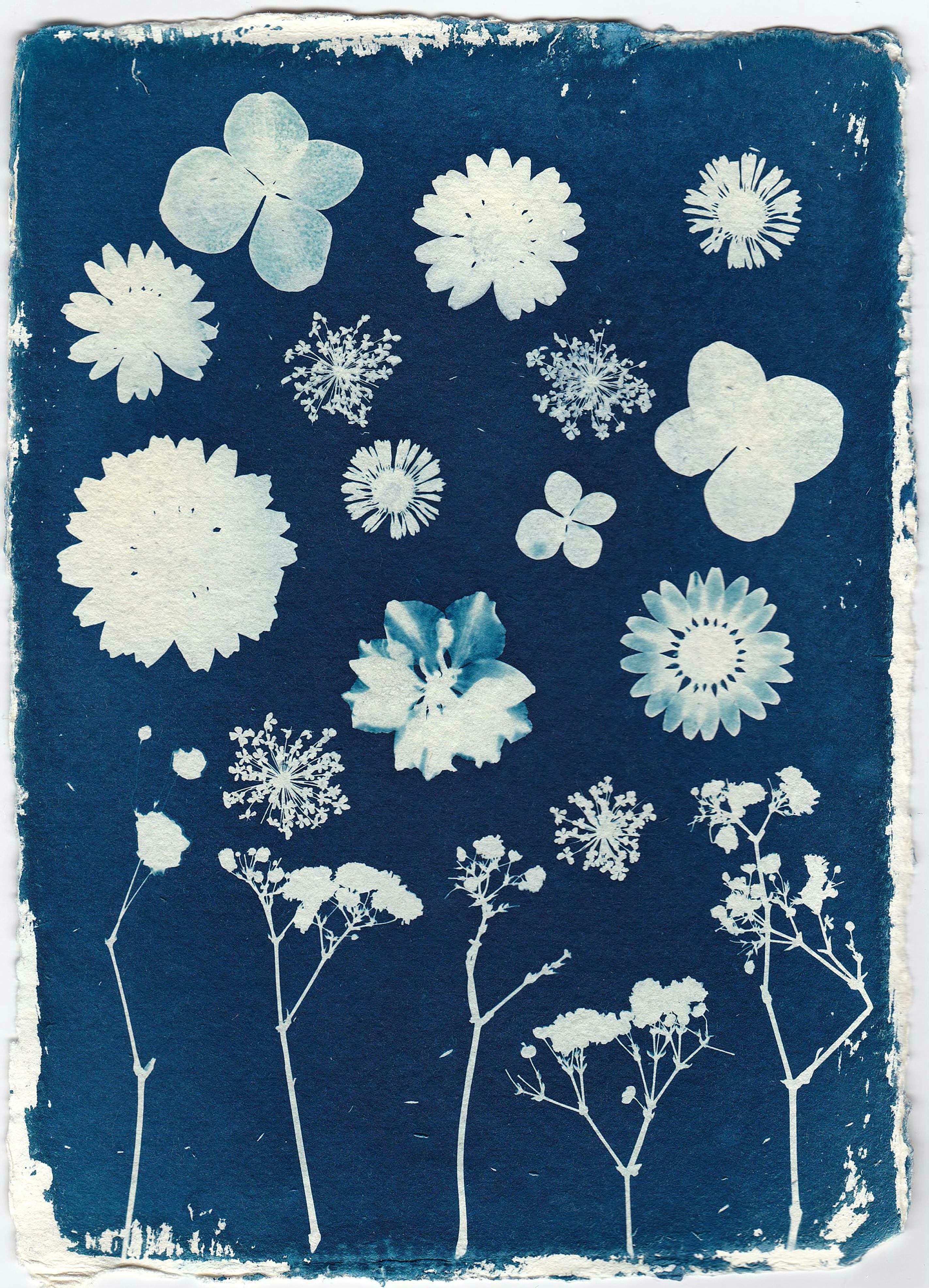 Ateliers de pratique artistique - Atelier cyanotype Le 21 sept 2024