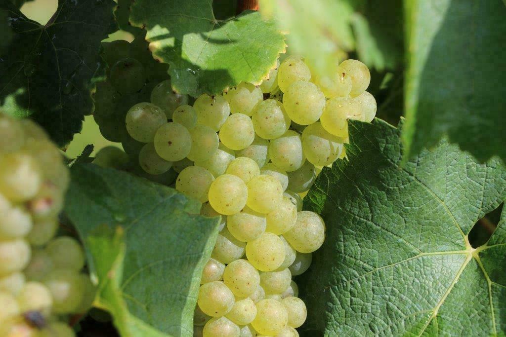 Visite guidée des vignes et du chai des vins des coteaux... Du 21 au 22 sept 2024