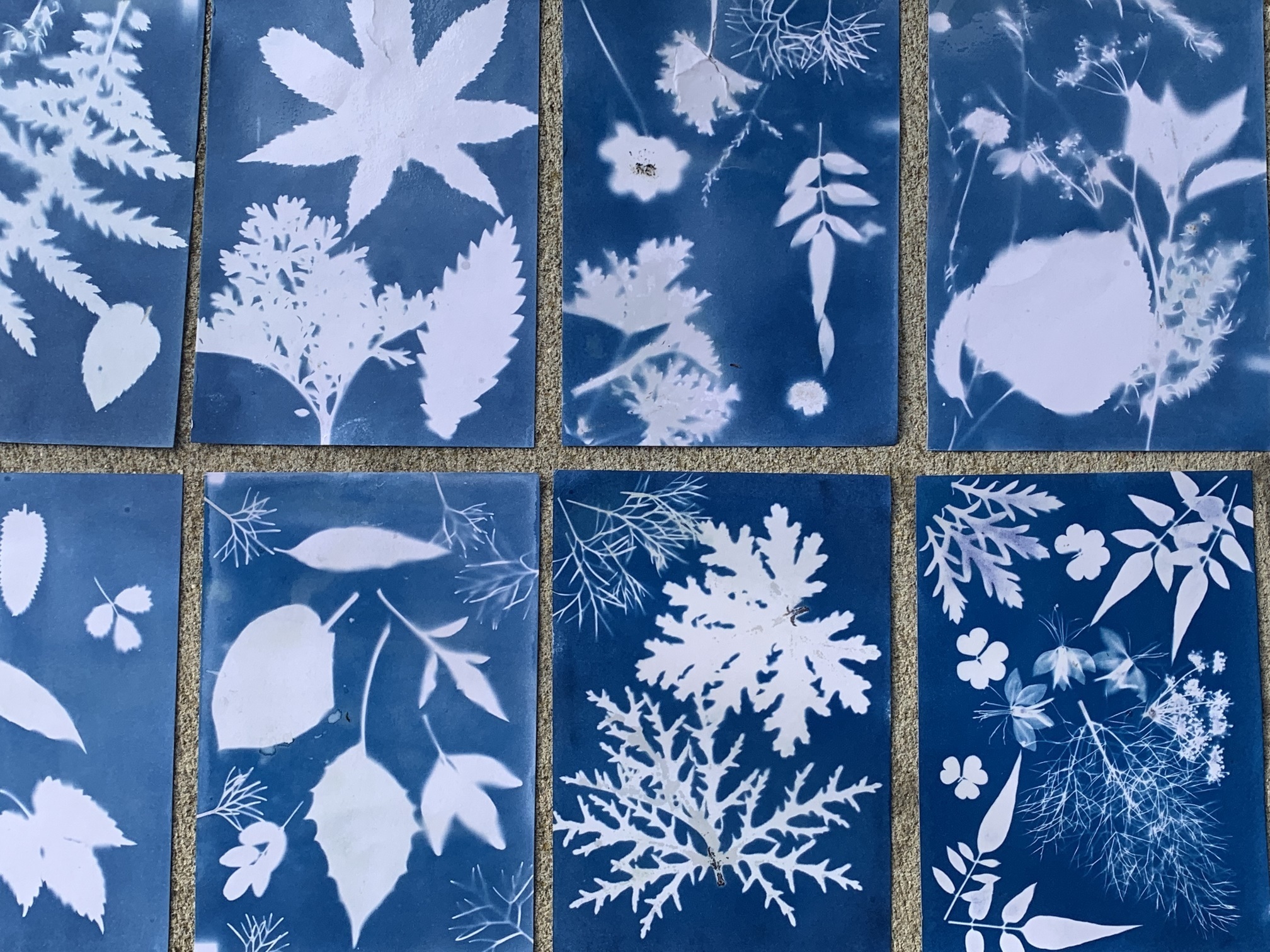 Atelier cyanotype