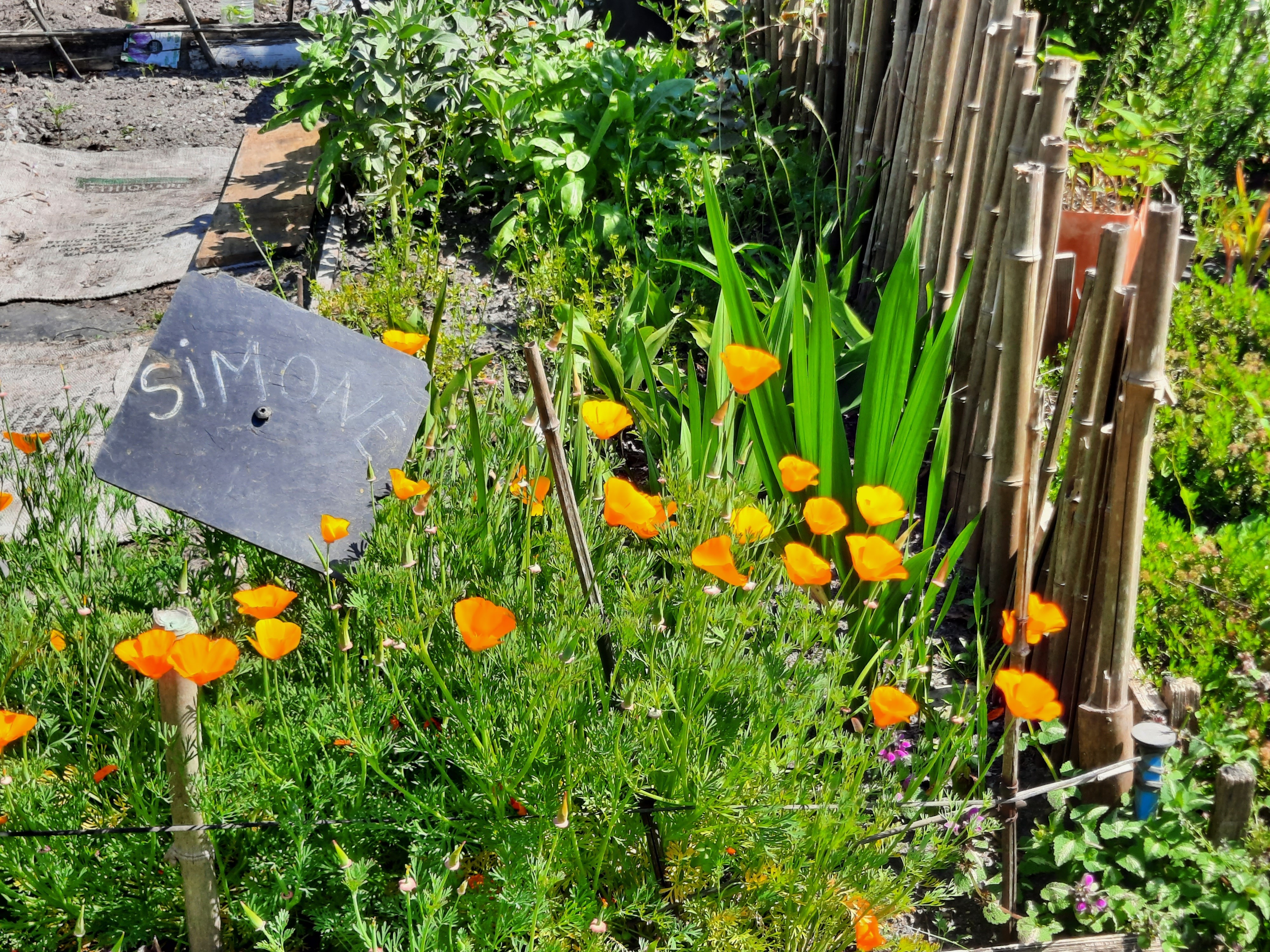 Balade botanique autour des aromatiques Le 21 sept 2024