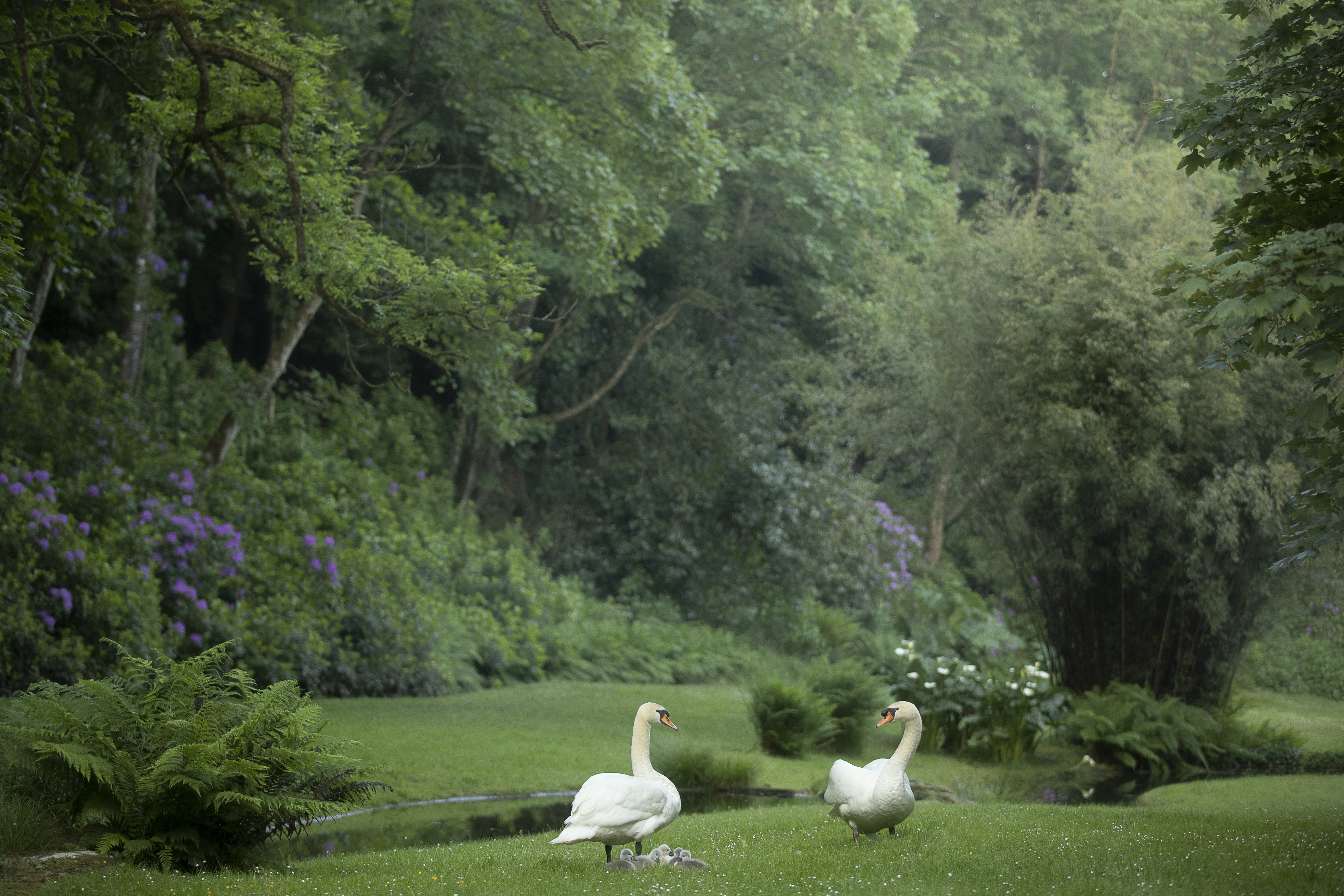 Visite guidée du parc