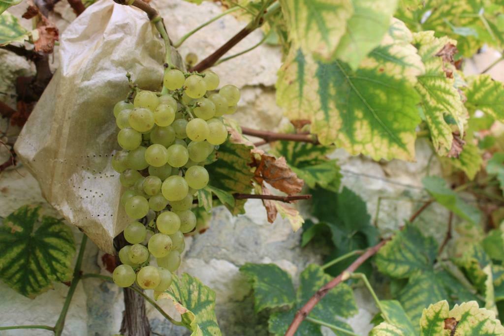 Visite guidée : la grande histoire du chasselas de Thomery