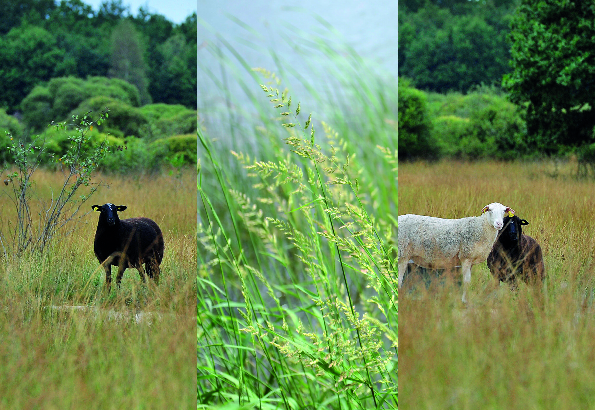 Découverte de la réserve naturelle de l