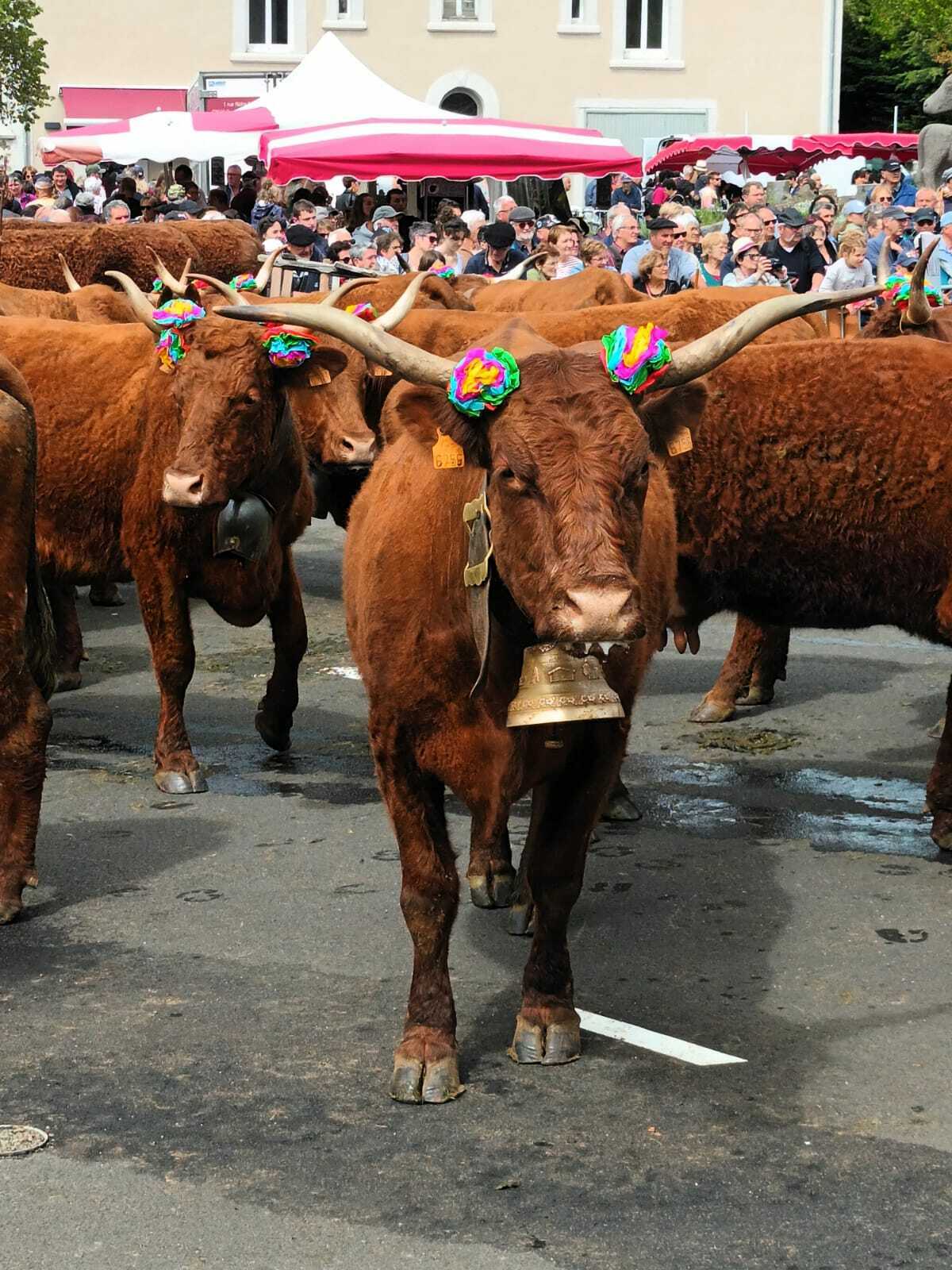 Exposition "Au coeur de la transhumance"