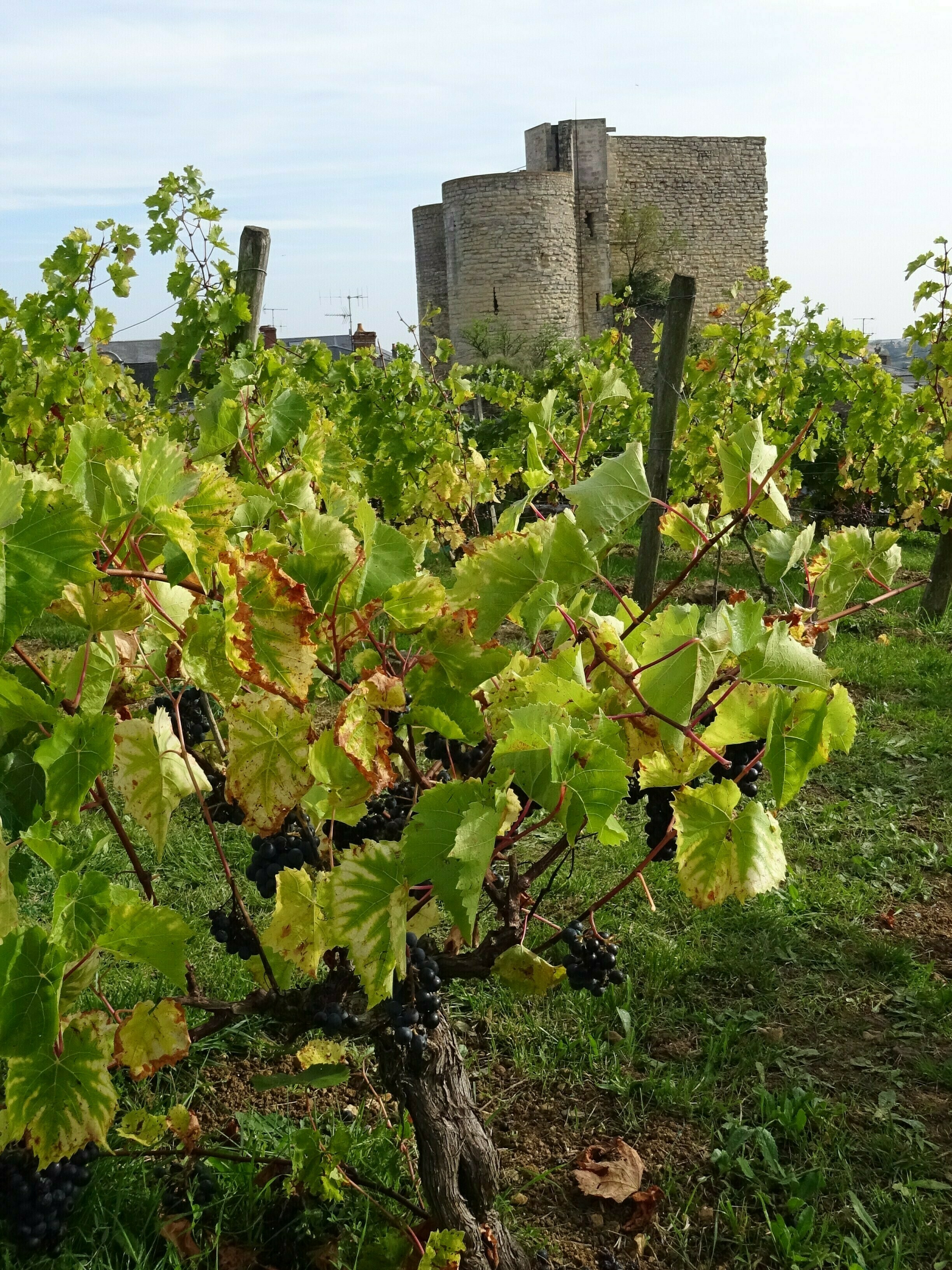 Promenez-vous dans un clos de vignes en plein centre-ville Du 21 au 22 sept 2024