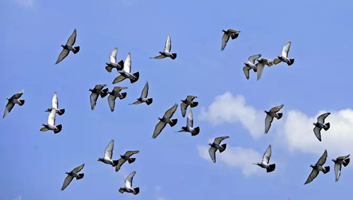 Spectacle : « pigeons à l