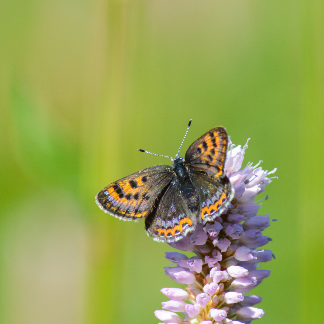 Exposition « Le Parc terre de Pollinisation »