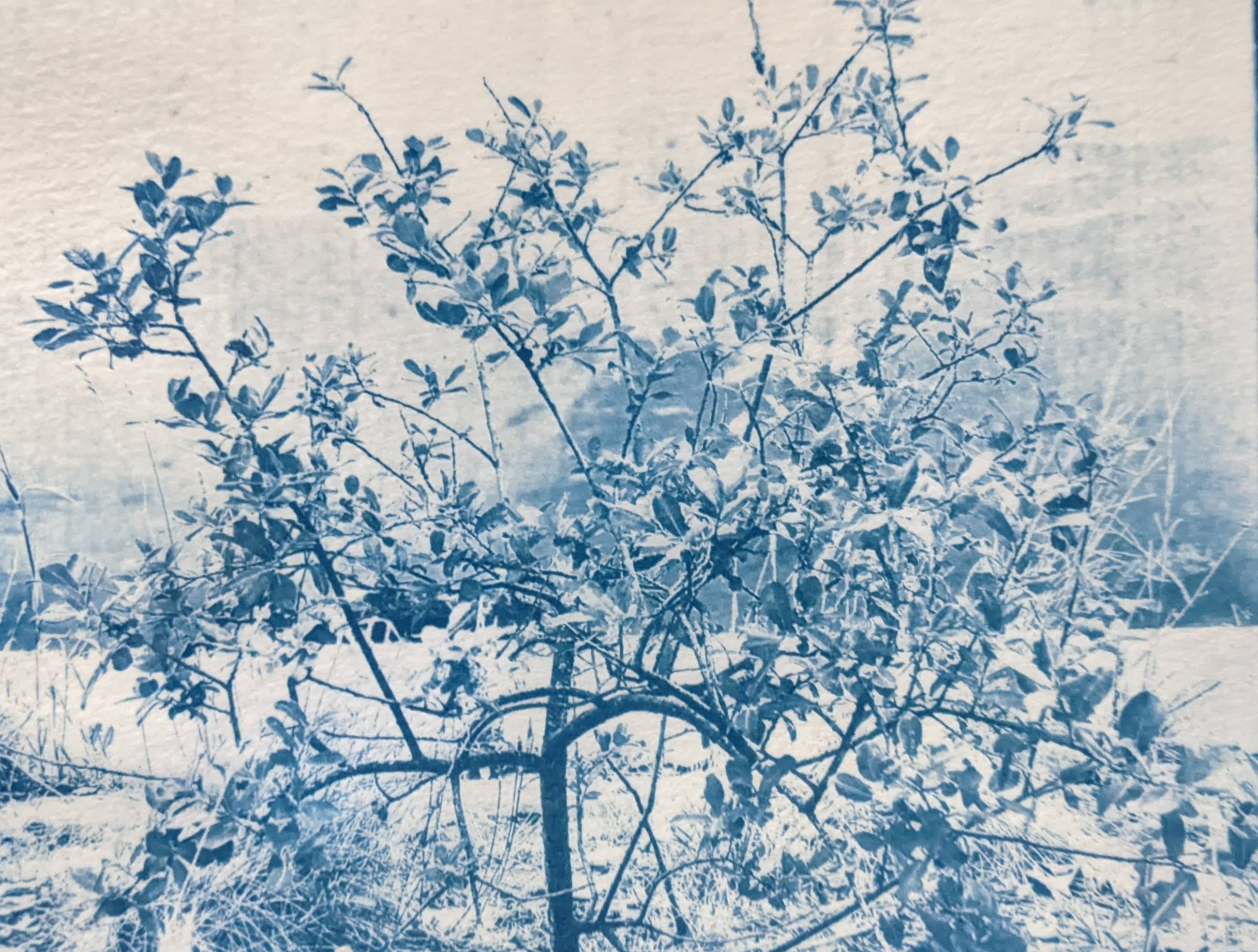 Atelier : cyanotype onirique Le 20 sept 2024