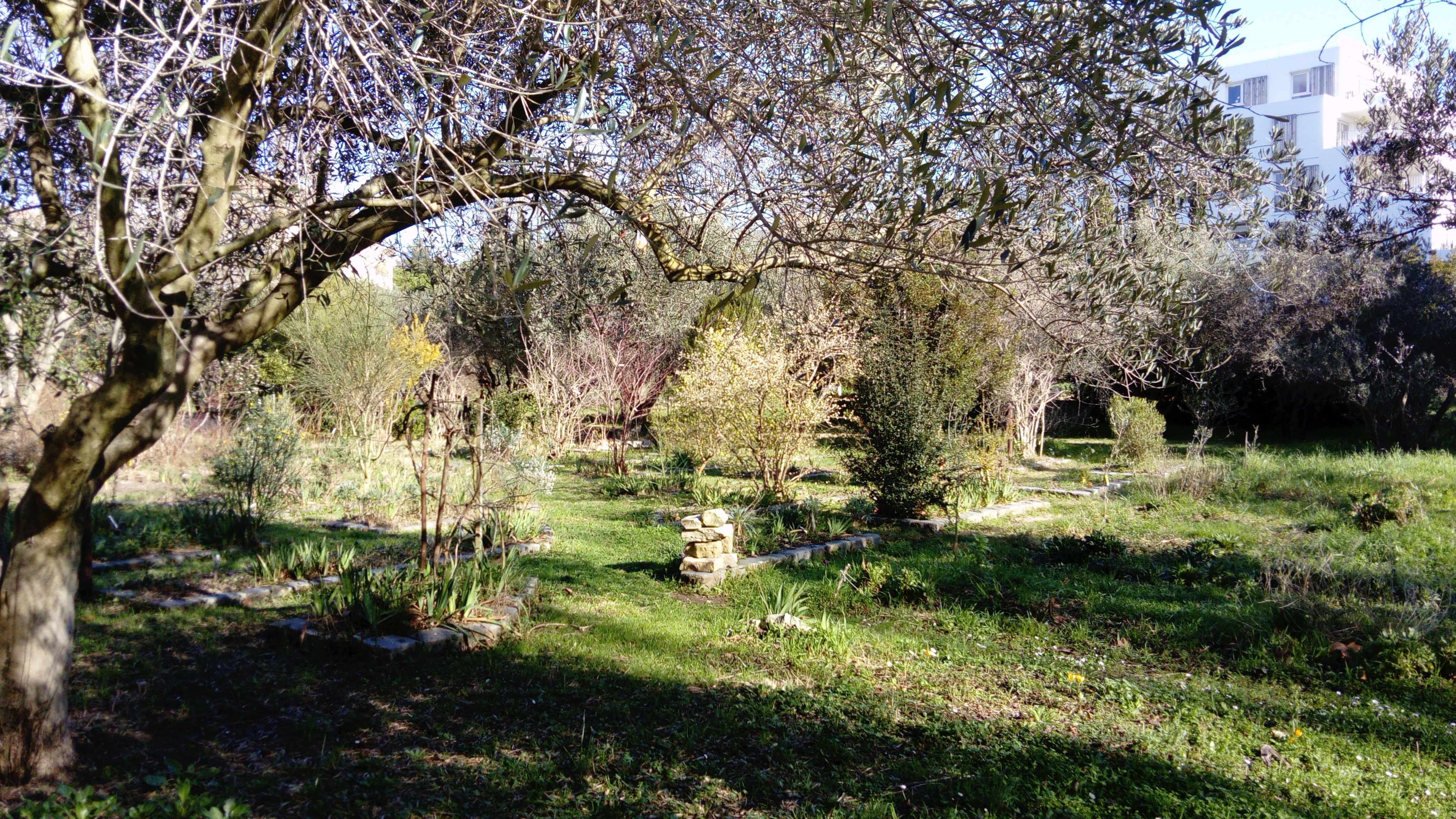 Visite guidée des arbres remarquables du parc Bortoli Le 21 sept 2024