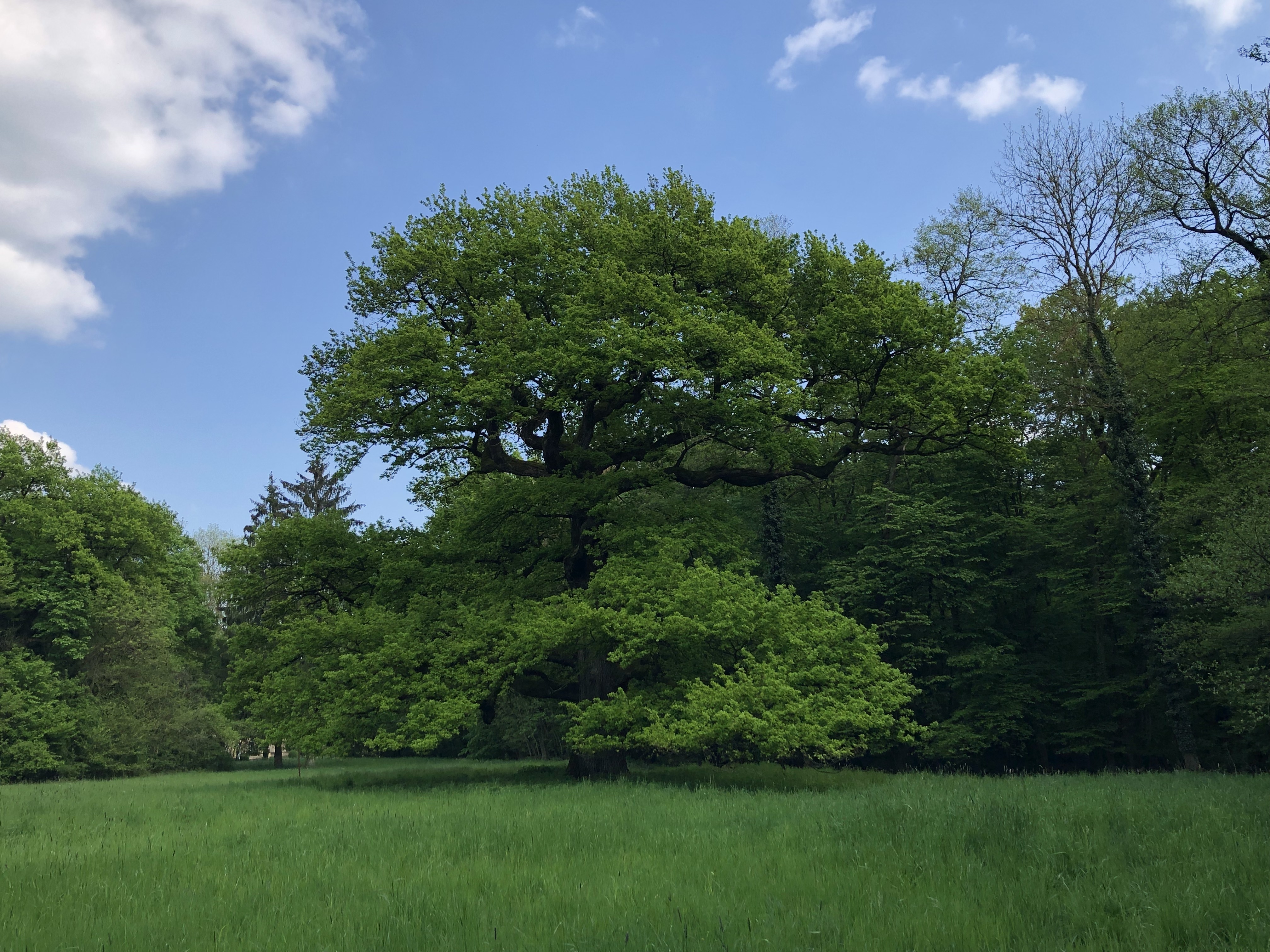 Conférence sur les moyens juridiques de protection des arbres urbains et champêtres